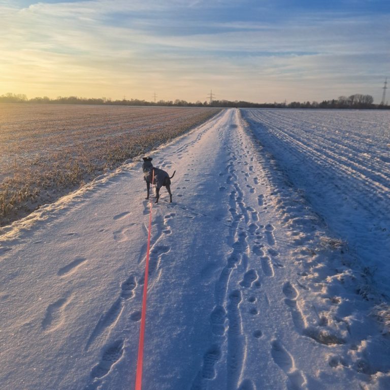 Hund auf einem verschneiten Weg, umgeben von Feldern, bei Sonnenuntergang.