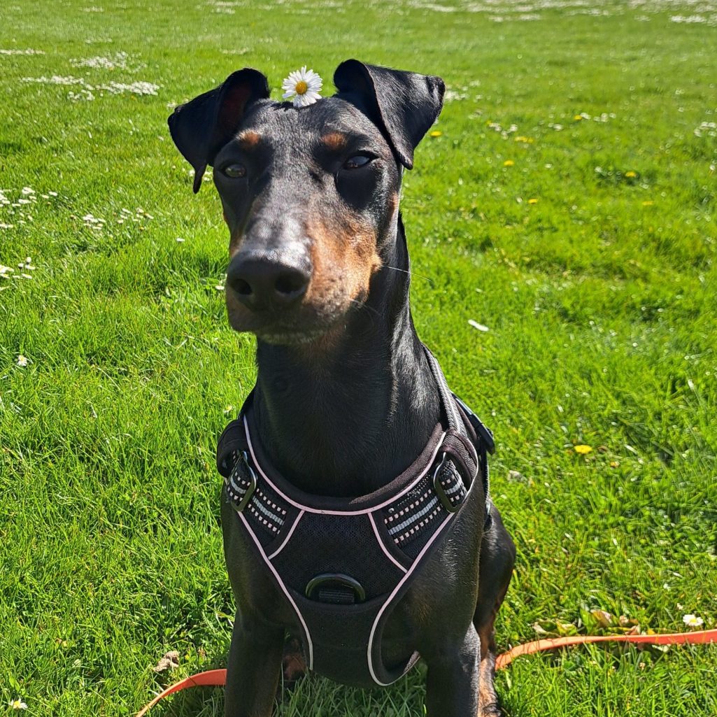 Melanie Tso und Manchester Terrier Monty Eine Person mit lila Kopfbedeckung und ein Hund posieren zusammen.