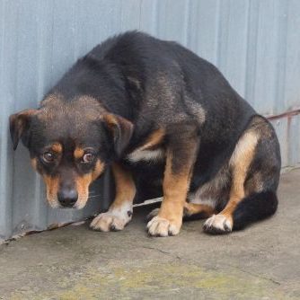 Schwarze-brauner Hund schaut aufmerksam nach oben, sitzt auf einer Terrasse.