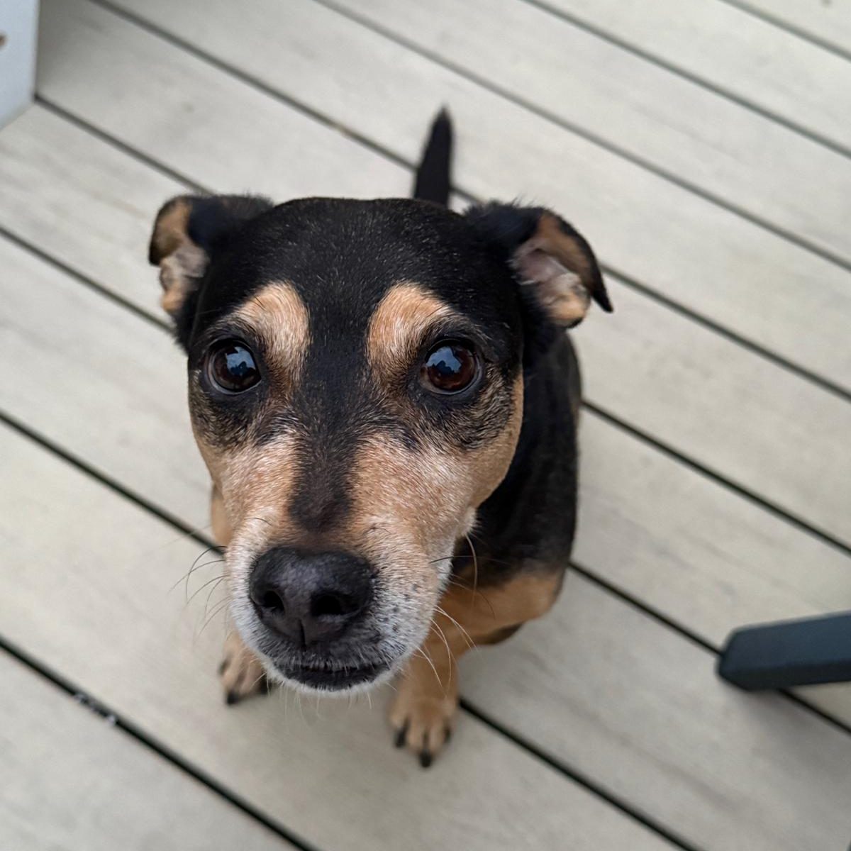 Kleiner, schwarzer und brauner Hund schaut neugierig in die Kamera.