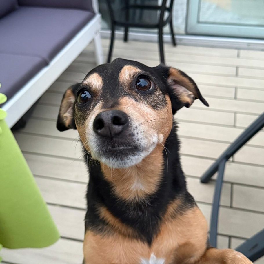 Schwarze-brauner Hund schaut aufmerksam nach oben, sitzt auf einer Terrasse.