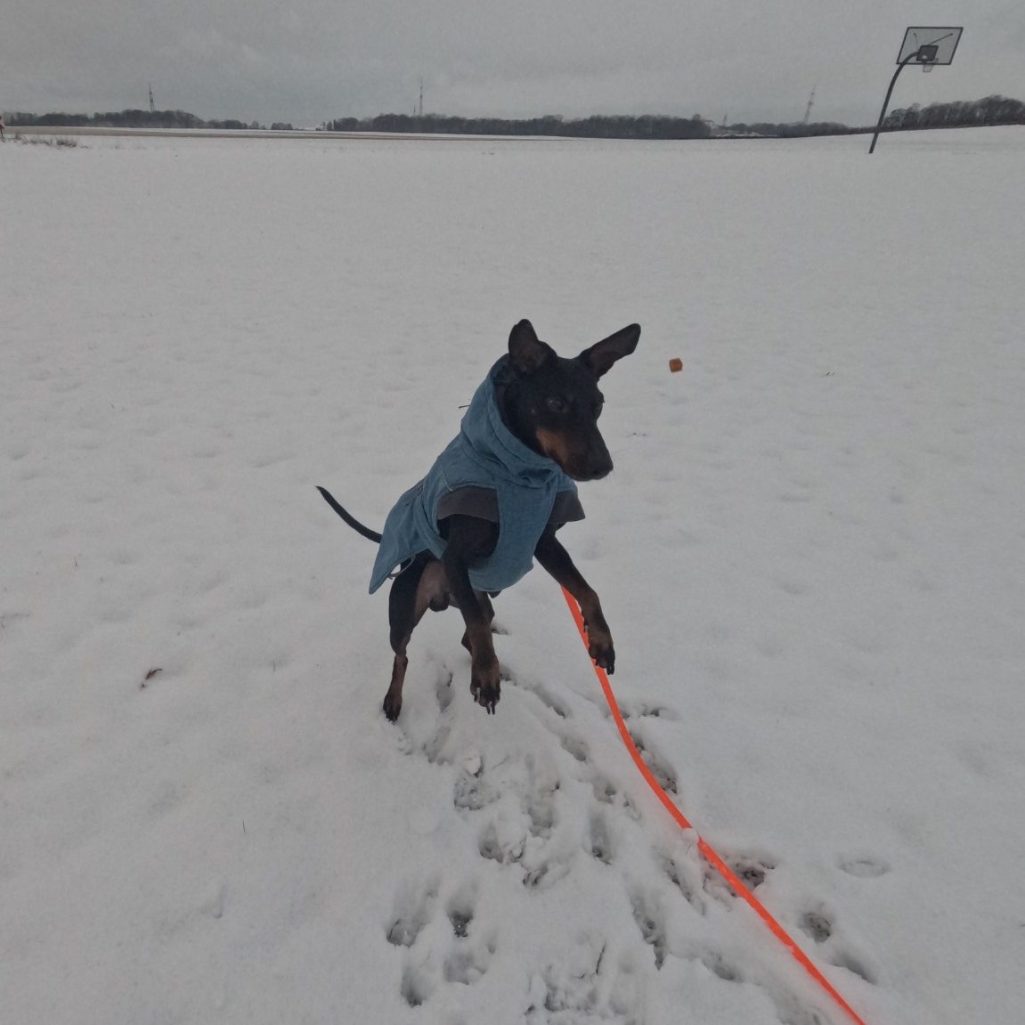Eine Person mit lila Kopfbedeckung und ein Hund posieren zusammen.